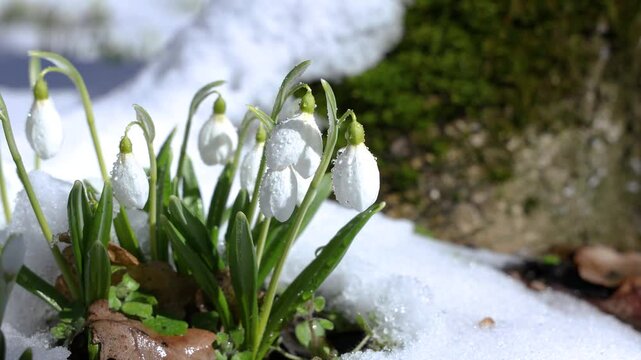 Snowdrops emerging through the thawing snow
