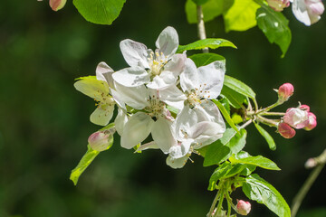 Close-up of white apple flowers. Flowers on branches of apple tree against blurred background of greenery. Selective focus. Sunny evening. Nature concept for design. There is place for your text