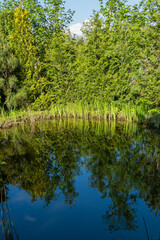 Magical garden pond with stone banks. Evergreen and aquatic plants grow on shore and reflected in water surface of pond. Selective focus. Atmosphere of relaxation, tranquility and happiness