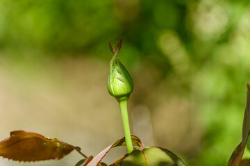 バラのつぼみが芽吹く瞬間