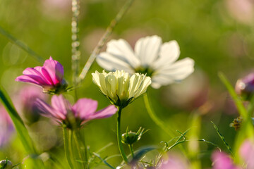 柔らかな日差しに映える秋桜の彩り