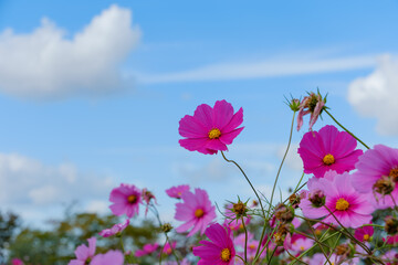 青空に咲く鮮やかな秋桜