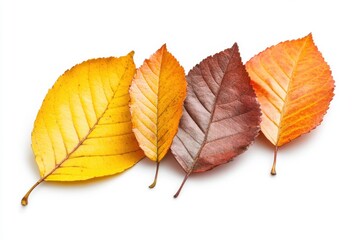 Autumn leaves falling isolated on white background