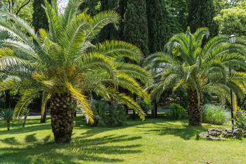 Beautiful palm Canary Islands Date palm (Phoenix canariensis) in landscape park of resort city of...