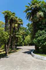 Beautiful palm tree with luxurious leaves grows among deciduous trees. Palms of Washingtonia filifera, commonly known as California fan palm, in landscape park in Sochi. Nature concept for design.