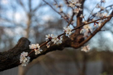 Spring Blooming Trees in Full Glory