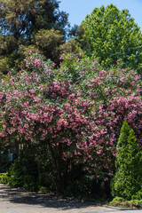 Landscape park in the center of Sochi. Huge oleander bushes with many pink flowers on a blurred...