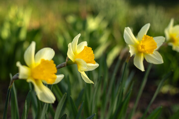 Spring Flowers Blooming in Vibrant Colors
