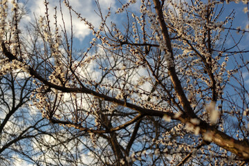 Spring Blooming Trees in Full Glory