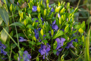 Spring Flowers Blooming in Vibrant Colors