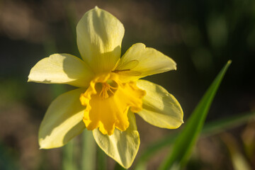 Spring Flowers Blooming in Vibrant Colors