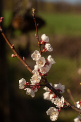 Spring Blooming Trees in Full Glory