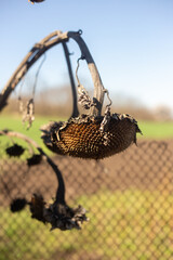 Spring Flowers Blooming in Vibrant Colors