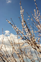 Spring Blooming Trees in Full Glory