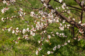 Spring Blooming Trees in Full Glory
