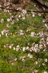 Spring Blooming Trees in Full Glory