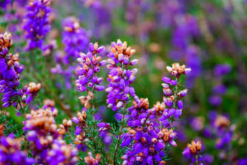 Obraz premium Close up of purple heather flowers in the summer