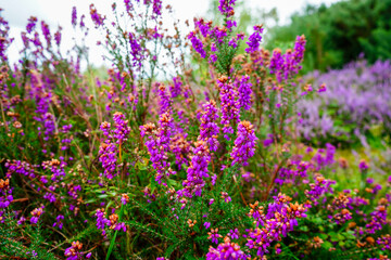 Close up of purple heather flowers in the summer