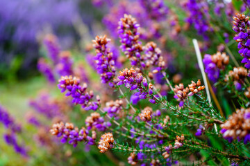 Close up of purple heather flowers in the summer