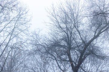 Branches of a tree without leaves against the background of fog