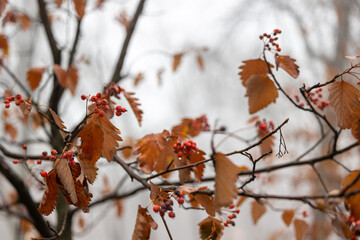 Rowan branches with red berries and yellow leaves against the background of a foggy forest