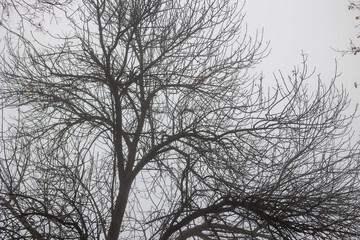 Tree branches without leaves in winter