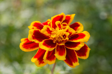 French marigold flowers or Tagetes patula or marigold bolero have reddish-orange petals with a combination of yellow. This annual herb in the daisy family has pinnate green leaves.