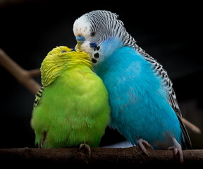 Two budgies nuzzle affectionately on a branch during the afternoon