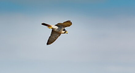 Obraz premium Peregrine falcon in flight against clear blue sky