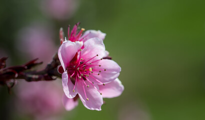 Obraz premium Peach blossoms bloom brightly in the spring garden