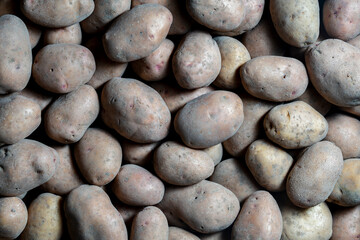 Ripe potato tubers harvest, closeup, top view. A starchy, carbohydrate rich root vegetable native...