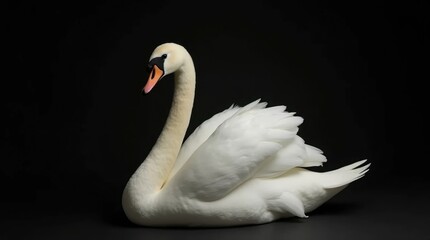 Fototapeta premium Elegant Swan in White and Ivory