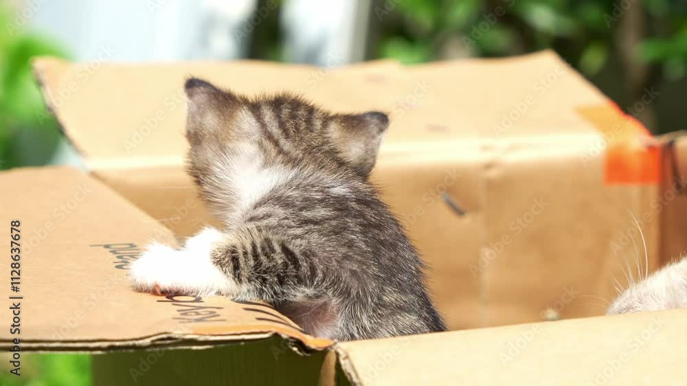 Poster a curious little kitten inside the cardboard box in its makeshift habitat, wondering and exploring t