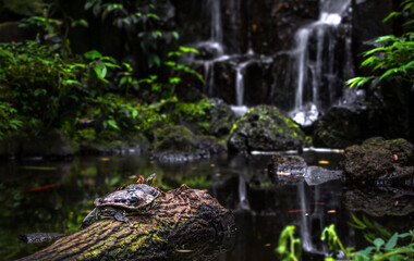 Turtle resting on log by a serene waterfall in a lush forest environment