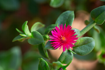 Macro shot of a vibrant red flower with yellow pollen at the center. The close-up view highlights the intricate structure and vivid colors of the petals of Aptenia Cordifolia or Baby Sun Rose