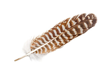 Enchanting hawk feather positioned for appreciation, highlighting its graceful form and colors isolated on transparent background