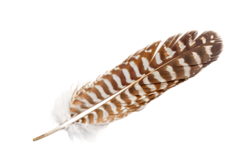 Enchanting hawk feather positioned for appreciation, highlighting its graceful form and colors isolated on transparent background