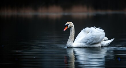 Graceful swan gliding on tranquil lake reflects serenity and elegance