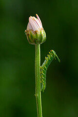 Dragon-headed caterpillar, the larval stage of the common nawab butterfly (Polyura athamas) on flower stem, natural bokeh background