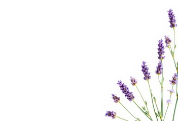 Ein elegantes Mockup mit wei&szlig;en Textfreiraum, umrahmt von frischen Lavendelbl&uuml;ten &ndash; perfekt f&uuml;r Designs und Botschaften. Generative KI.