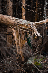 Broken Tree Trunk in a Dense Forest