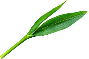 Vibrant green leaf with a glossy finish