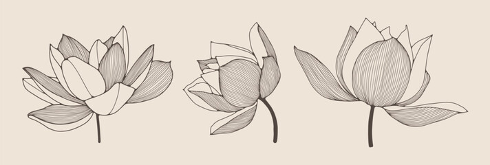 Hand drawn lotus flower outline isolated on white background