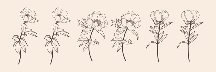 Lush peonies outline isolated on a white background. Vector floral illustration