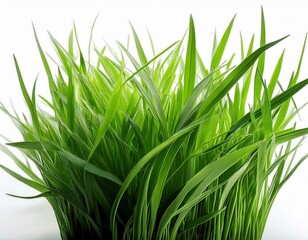 Fototapeta premium grass background with dew dropping on white background