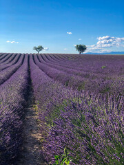 Valensole Provence lavender field with trees in the distance and a blue sky