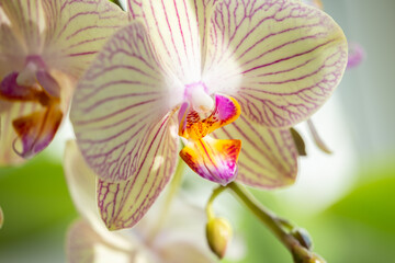 A close-up view of a green orchid flower showcasing delicate petals in soft natural light