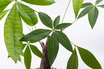 Green money tree plant leaves