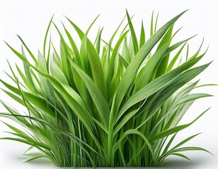 Obraz premium grass background with dew dropping on white background