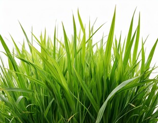 Fototapeta premium grass background with dew dropping on white background
